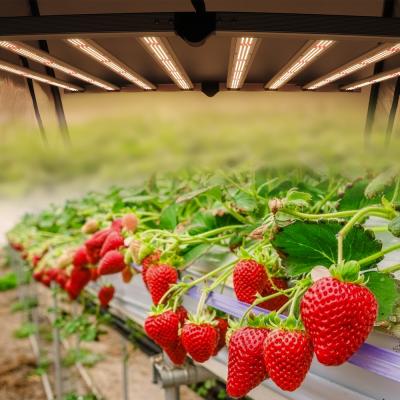 China VEG+BLOOM+COB best selling 660nm led grow light hydroponic full spectrum 640w led grow light for sale