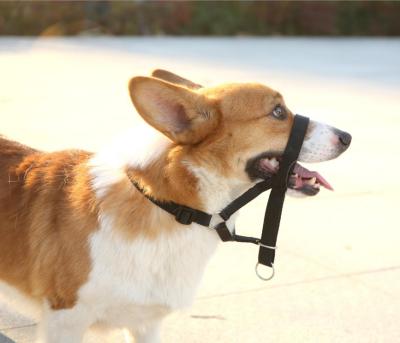 China Pawise Padded Nylon Dog Head Collar Dog Control Reflective Adjustable Collar With Muzzle for sale