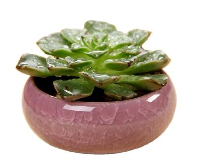 China Modern Wholesale Bulk Glazed Pots Mini For Succulents Herbs Plants Panda Porcelain Ceramic Flower Plant Pot for sale