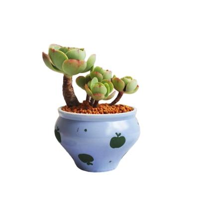 China Cheap Ceramic Flower Supply Modern Wholesalers Potted Plants Small Succulent Planter Box Fiberglass Ceramic Pot For Garden for sale