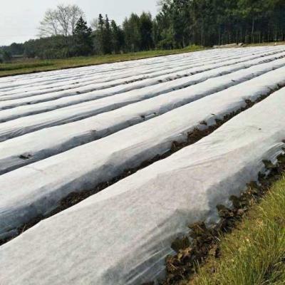 China Polypropylene Waterproof Spunbonded Waterproof Agriculture Use Non Woven Fabric In Roll Price for sale