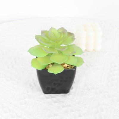 China Softness PE Decorative Pe Artificial Succulent Plants, Touch Natural Leaf Succulent Plant Pot for sale