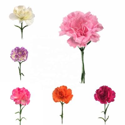 China Mather's Day Gift/Holiday/Christmas Day Decoratiom/Latest Mother's Day Artificial Flower Backdrop Wholesale Price Groups Home Decoration for sale