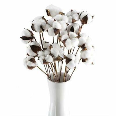 China Indor Decoration 23 Inch Cotton Swab Natural Dry Artificial Farm Plant for sale