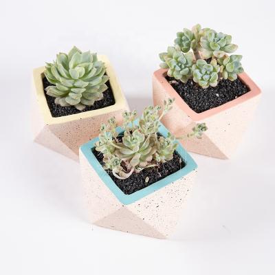 China Modern Wholesale Cheap Custom Decorative Geometric Cement Bonsai Home Color Price Small Succulent Pot for sale