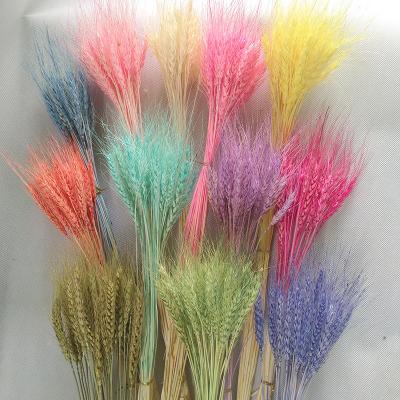 China 50pcs/Bag Decoration Dried Dry Wheat Barley Flower High Quality Natural Color For Wedding Shop Home Decoration for sale