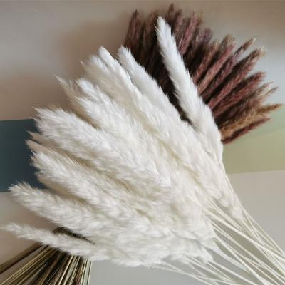 China Home Decotation 17 Inch Small Real Natural Pampas Grass Amazon Natural White Cream Pampas Grass for sale