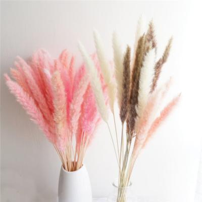 China Dried Flower Dried Flowers Wholesale Natural Flowers Dried Pampas Grass For Living Room Art Decoration for sale