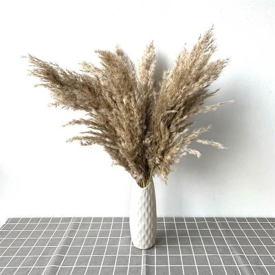 China Wholesale Real Pampas Grass Brown Phragmites Natural Dried Flowers and Natural Pampas Grass For Wedding Decoration for sale