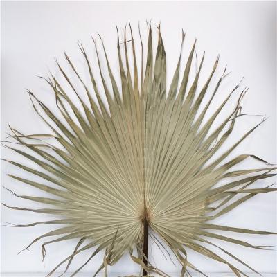 China Factory Sale Natural Dried Flowers Plant Dried Palm Leaves To Wedding Decor for sale