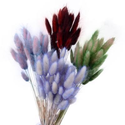 China Marry the & Popular Dry Grass Lagurus Ovatus Party Decoration Flowers Dried Bunny Tail For Home Decoration for sale