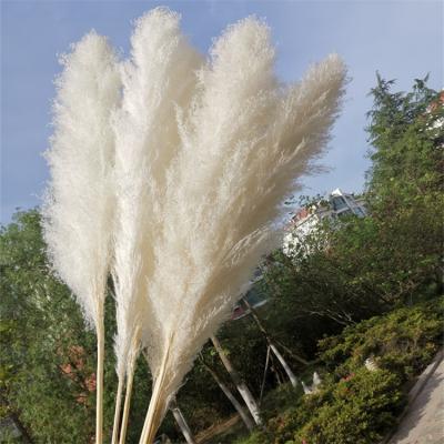 China 2021 Hot Selling Amazon Decoration Pure White Pampas Grass Dried Pampas Grass 100% Fresh Natural Pampas Grass For Wedding Decoration for sale