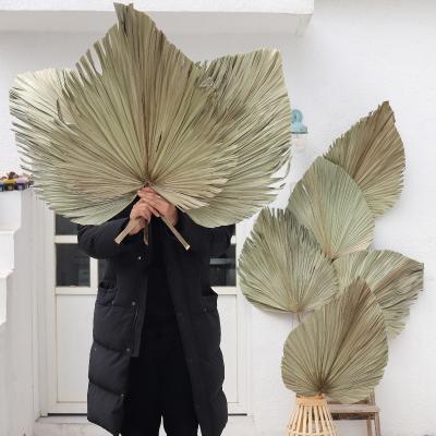 China 2021 Hot Selling High Quality Decorative Flower Palm Natural Large Fan Dried Sun Palm Leaves For Home Decoration for sale