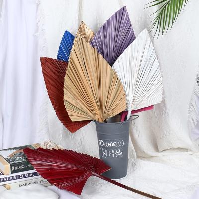 China 2021 High Quality Decoration DIY Dry ​​Palm Leaves Customized Colorful Natural Fresh Fan Palms Sun Palm Fan Leaf For Home Decoration for sale