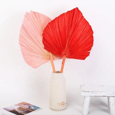 China Amazon's most popular decorative flower DIY natural fresh sun palm dried palms fan leaves for home decoration for sale