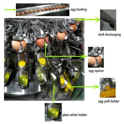 China Egg Yolk and Egg White Separator Automatic Egg Breaker for sale