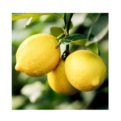 China Fresh Style Citrus Lemon Eurake Orange Fresh Lemon For Sale for sale