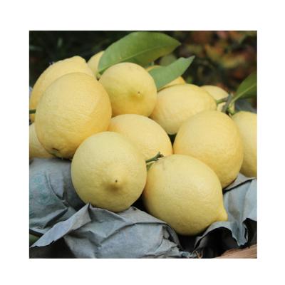 China Wholesale Natural Fresh Citrus Lime Organic Citrus From Anyue South Africa From Sichuan With Best Quality for sale