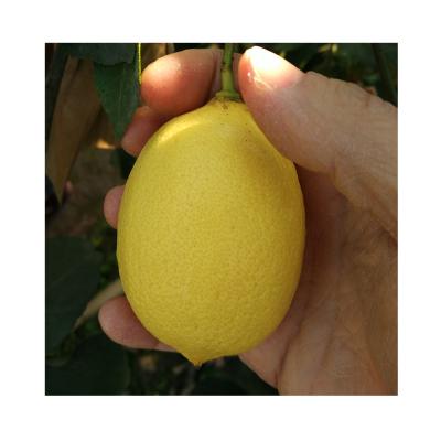 China Fresh Fresh Yellow / Eureka Limes Lime On Sale China for sale