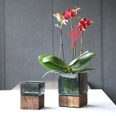 China Easy Installation Amazon Water Glass Art Decoration Indoor Green Water Vase Raised Green Plant Pot Stand for sale