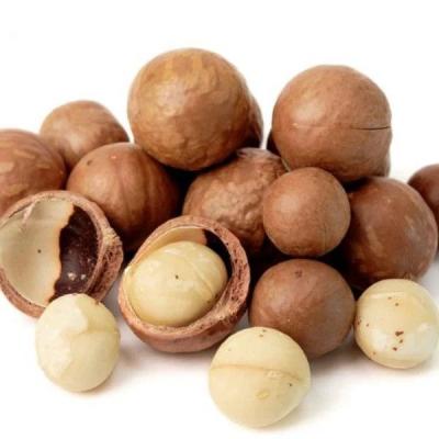 China Nutritious 100% Natural Premium Quality Dried Roasted Australia Hazelnuts with ISO HACCP Certifications from China for sale