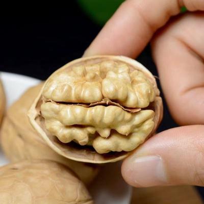 China Fresh China Yunnan Wholesale 185 33 Original Walnuts In Shell With Extra Light Walnut Kernels Prices for sale