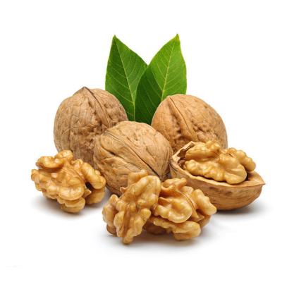 China Newest Fresh Hot Sale Dried Fruit Nut Shelled Walnut Sweet Dried Fruit for sale