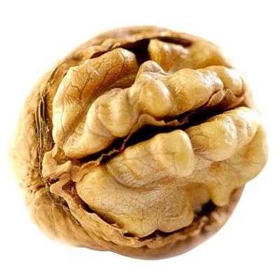 China Shell Fresh Delicious Walnuts High Quality Thin Walnut Kernels And Thin-Lean Walnuts With Shell In Bulk for sale