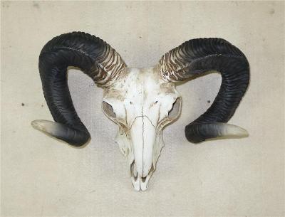 China New Europe 3D Resin Animal Cow Head Skull For Home Decor for sale