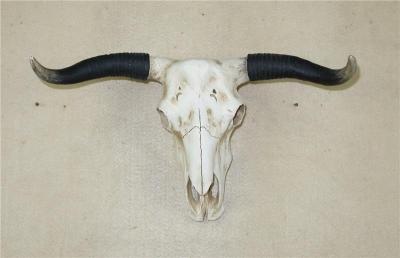 China Resin Modern Animal Cow Europe Wall Hanging Main Skull For Wall Decoration for sale