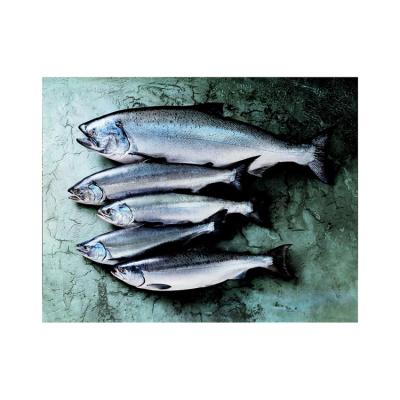 China FROZEN Pacific (Alaska) Frozen Wild Caught Salmon for sale