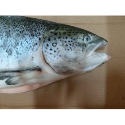 China Frozen salmon FROZEN for sale