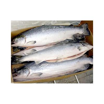 China Frozen salmon FROZEN for sale