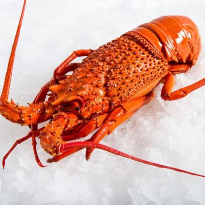 China Live rock lobster (South Africa, Australia, New Zealand, Mexico) for sale