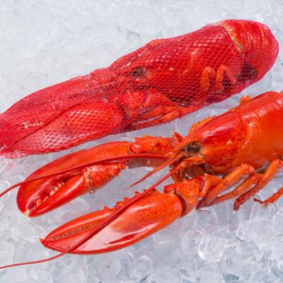 China Canadian wild caught lobster alive for sale