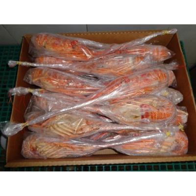 China FROZEN lobster and crab for sale