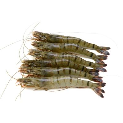 China FROZEN Shrimp for sale