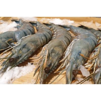 China FROZEN Shrimp for sale