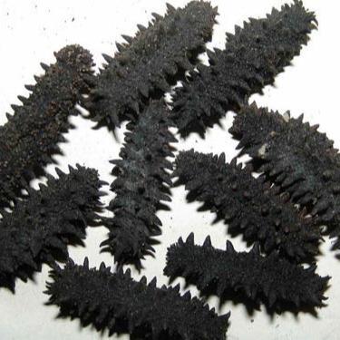 China Dry Sea Cucumber by NATURE for sale