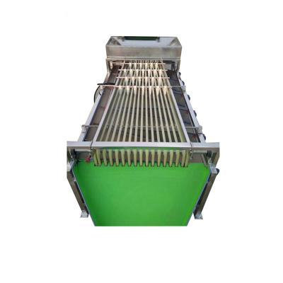 China food & Beverage Factory Professional Fruit And Vegetable Apple Sorting Grading Machine For Sale for sale