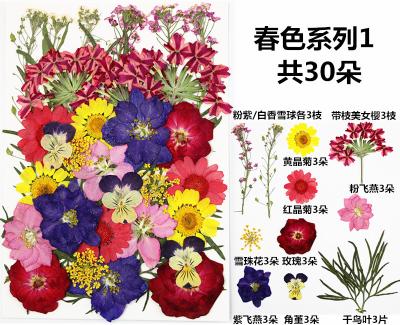 China Real Natural Dry Pressed Flower Diy Materials Makeup Phone Nail Case Plant Frame Realistic Dried Flower Specimens For Decor for sale