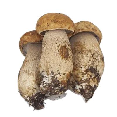 China Wholesale Organic Frozen Bolete King Porcini Mushrooms Pure Natural Unseasoned Mushrooms FROZEN Porcini Mushrooms for sale