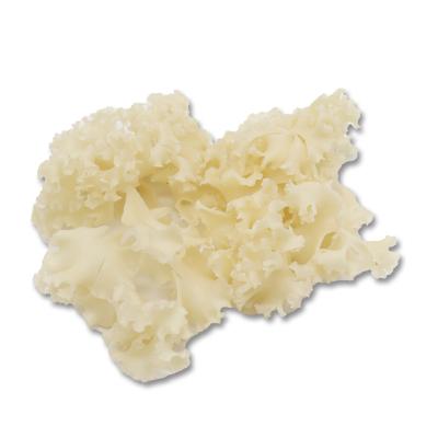 China Organic High Quality Element Rich Crispa Mushrooms Dried Cauliflower Edible Mushroom for sale