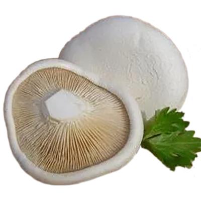 China High nutritional value wholesale FROZEN pleurotus pleurotus eryngii pleurotus nebrodensis on sale for sale