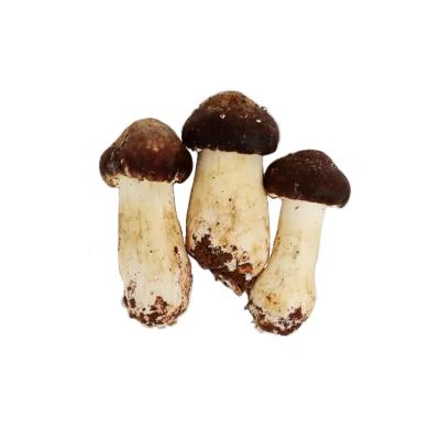 China FROZEN grown king stropharia organic rugosoannulata frozen strorharla spreads raw wine stropharia for sale