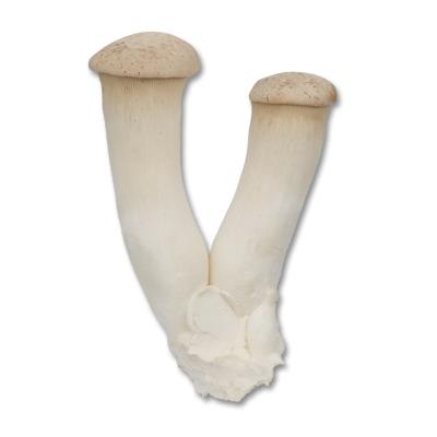 China High quality fresh natural cultivated king trumpet mushroom pleurotus eryngii on sale for sale