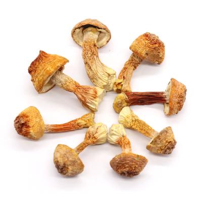 China Wholesale dried stropharia rugosoannulata dried whole nayutal mushroom stropharia rugosoannulata for sale