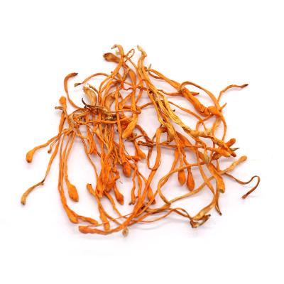 China Factory Wholesale Dry Cordyceps Upscale Flower Dried Whole Cordyceps Militaris Flower Natural Mushroom for sale