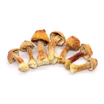 China Dried high quality edible mushrooms dried stropharia rugosoannulata high nutritional value mushrooms for sale