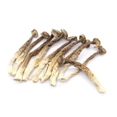 China Dry Cultivated collybia albuminosa dry mushrooms edible high nutritional value oudemansiella raphanipias for sale